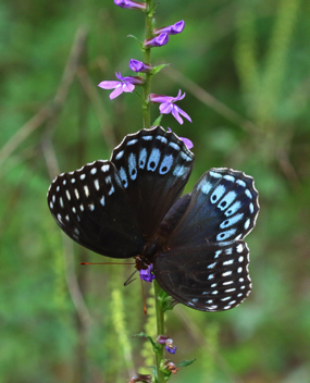 Diana Fritillary female